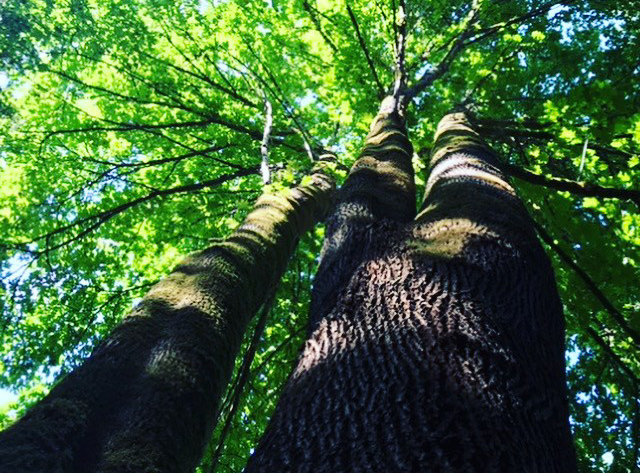Forestry Photo By Gundula Hirn